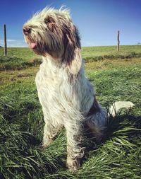 Dog sitting on field against clear sky