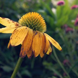 Close-up of yellow flowers