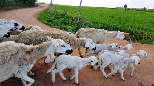 Sheep on field