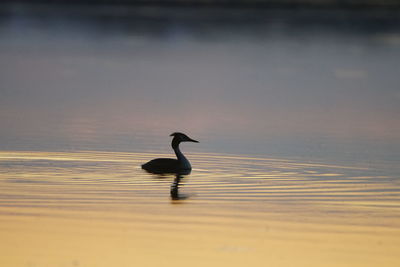 Bird in a lake