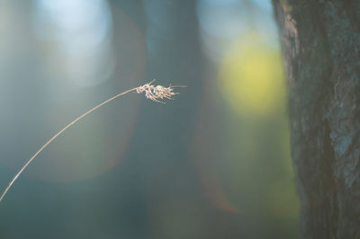 Abstract close-up of dry plant against tree trunk