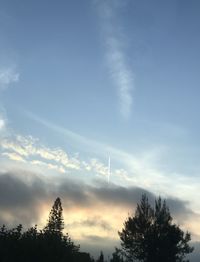 Low angle view of trees against sky