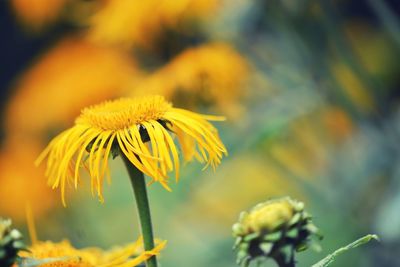 Close-up of yellow flowering plant