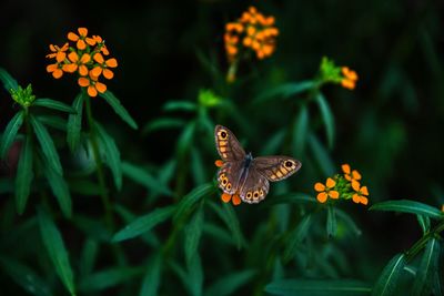 Close-up of butterfly pollinating on flower