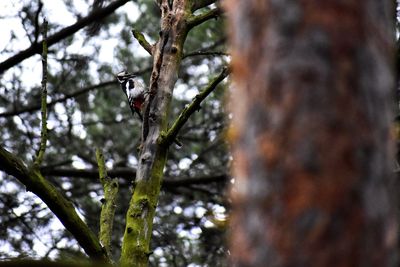 Low angle view of bird perching on tree