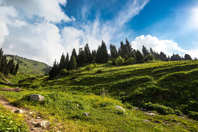 Scenic view of field against sky