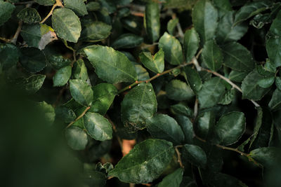 Full frame shot of fresh green leaves