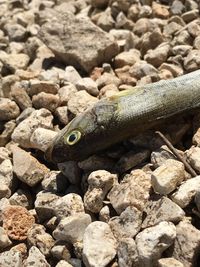 Close-up of lizard on rock