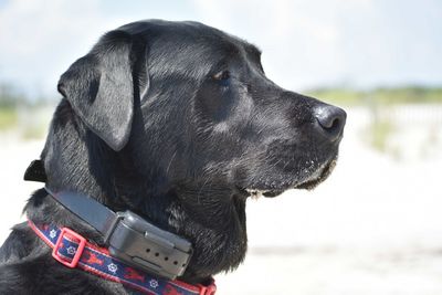 Close-up of a dog looking away