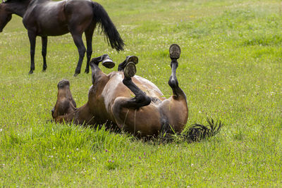 Horses in a field