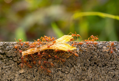 Close-up of ant on leaf