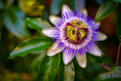 Close-up of purple flower head