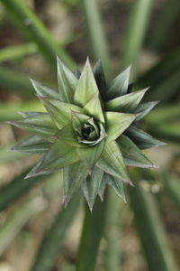 Close-up of succulent plant