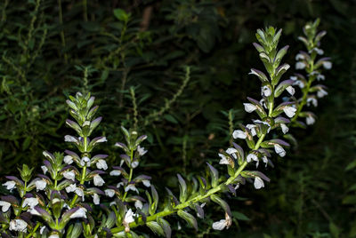 Close-up of plant growing on field