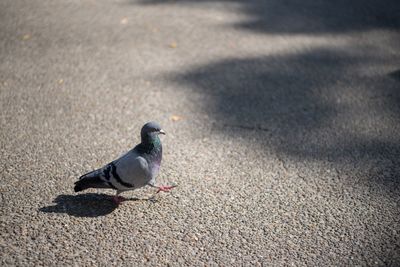 High angle view of pigeon on road