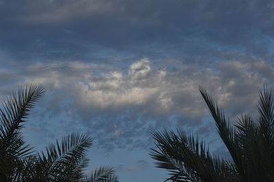 Low angle view of palm trees against sky