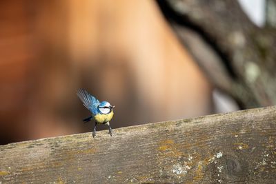 Close-up of bird perching on wood