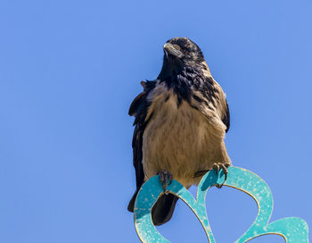 Low angle view of a raven perching on street signe