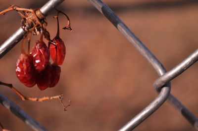 Close-up of dry red fruits on chainlink fence