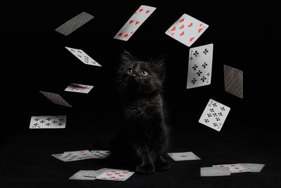 Portrait of cat on table