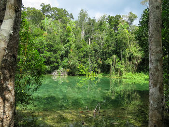 Scenic view of lake by trees in forest