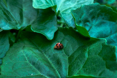 High angle view of ladybug on leaf