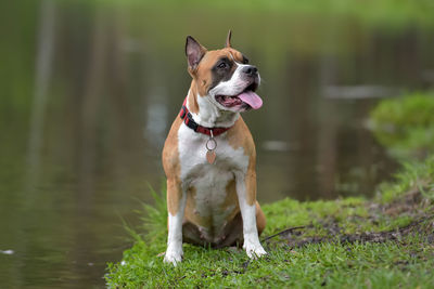 Dog running on grass