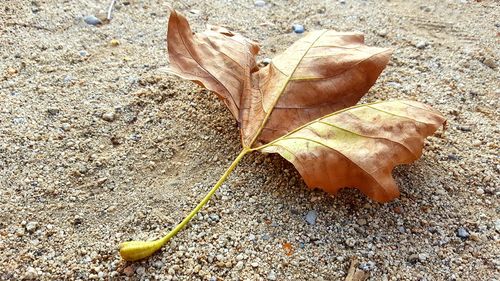 High angle view of fallen dry leaf