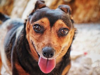 Close-up portrait of dog