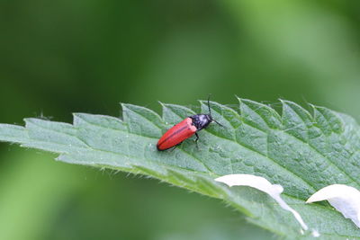 Close-up of housefly on leaf