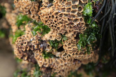 Close-up of coral reef