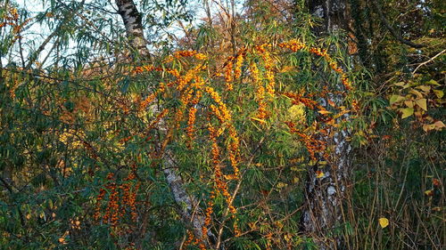 Trees in forest during autumn