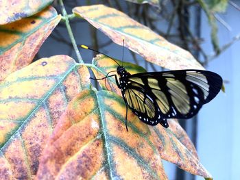 Close-up of butterfly perching on plant