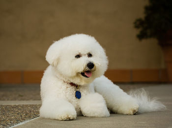 Close-up of white dog sitting against wall
