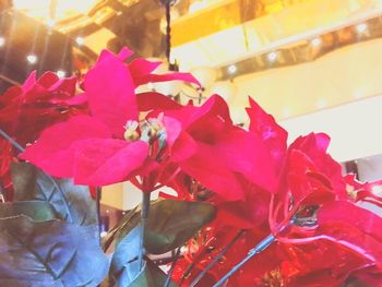 Close-up of pink flowers