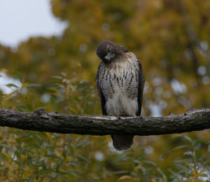 Low angle view of red-tailed hawk perching on branch