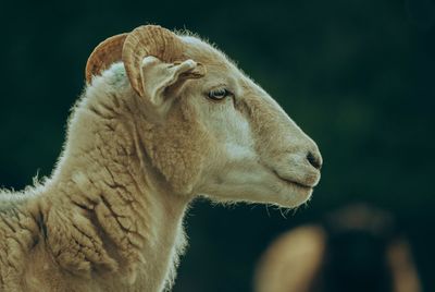 Close-up of sheep