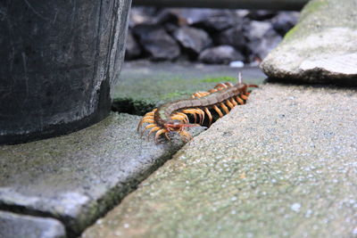 Close-up of insect on footpath