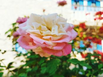 Close-up of pink rose