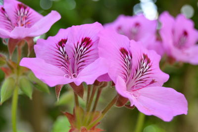 Close-up of pink flowering plant