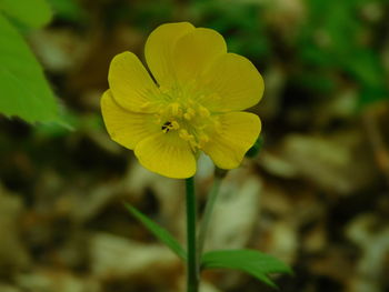 Close-up of yellow flowering plant