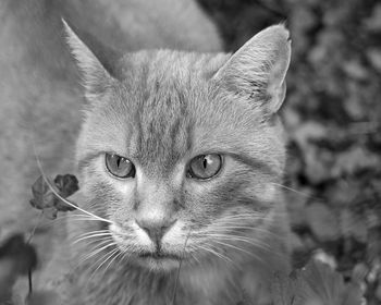 Close-up portrait of a cat