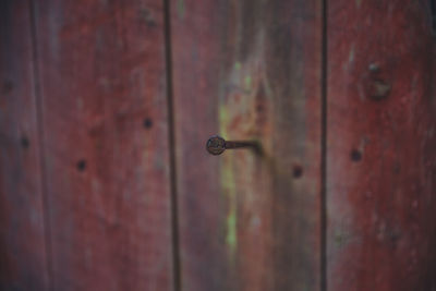 Close-up of rusty nail