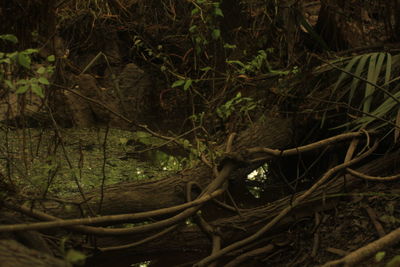 Trees in forest