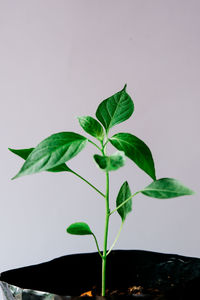 Close-up of plant leaves against white background