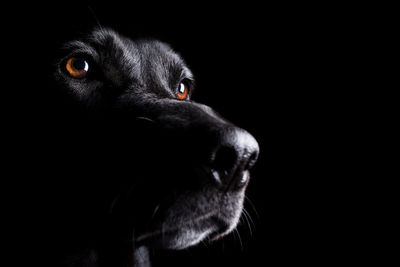 Close-up of black labrador