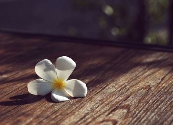 Close-up of white flower on table