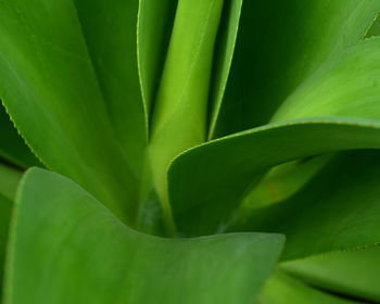 Close-up of agave