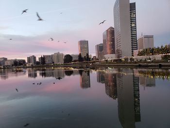 Birds flying over buildings in city