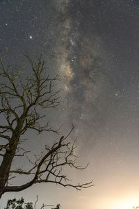 Low angle view of bare tree against sky at night